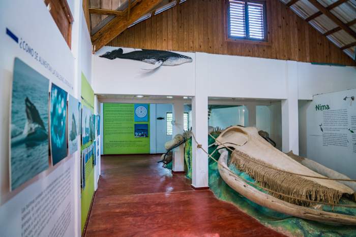 Whale Watching Museum_1:2